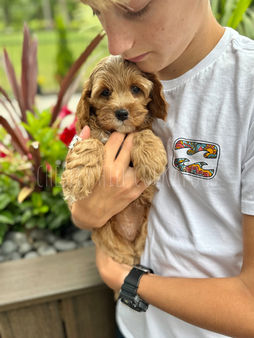 Apricot male F1 Cockapoo puppy lovingly raised by Chesley Hill Cockapoos Connecticut's premier Cockapoo breeder with Cockapoos puppies for sale to families in CT, NY, MA, VT, RI, NH, NJ, PA, MD, CA, FL, VA, ME, WA, OR, UT, CO, all of New England and East Coast to West Coast.