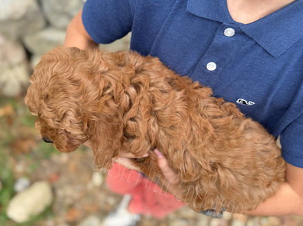Beautiful red female Cockapoo puppy raised by Chesley Hill Cockapoos New York's premier Cockapoo breeder with Cockapoo puppies for sale to families in NY, CT, MA, MD, VA, CA, TX, OR, WA, FL, NV, NH, VT, ME, RI all of New England and East Coast to West Coast