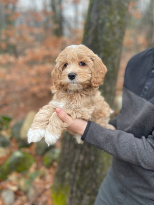 Handsome 8 week old cream with white markings male Cockapoo puppy lovingly held by a young boy during the pups outdoor photo shoot with backdrop of beautiful trees and fallen leaves.  He is being raised by Chesley Hill Cockapoos, New England Cockapoo breeder raising happy and healthy Cockapoo puppies for loving families in NH, MA, RI, CT, NJ, ME, VT, NY, Boston, New York City, Washington DC, all of New England and the East Coast.