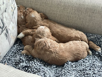 Cockapoo Family Breeder Boston Chesley Hill Cockapoos