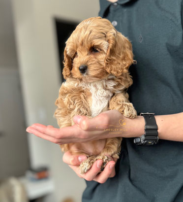 Cockapoo puppy raised in NH by Chesley Hill Cockapoos Cockapoo breeder MA Cockapoo puppies for sale Florida Cockapoo breeder Texas Cockapoo puppies for sale to families in FL, CA, NYC, MA, CT, MD, VA, GA, TX, NH all of New England and East Coast to West Coast