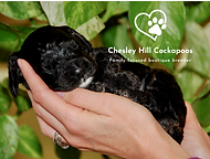 Cockapoo Puppies New England Cockapoo Puppies NH Chesley Hill Cockapoos