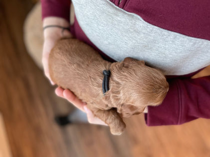 3 week old apricot male cockapoo puppy being held lovingly by a young boy wearing a maroon and grey sweater for the pups photo shoot at Chesley Hill Cockapoos, a boutique family breeder located in NH providing happy and healthy Cockapoo puppies to loving families in Boston Massachusetts, all of New England and the East Coast.