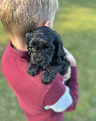 Beautiful black with white F1 Cockapoo puppy for sale from Chesley Hill Cockapoos New York City's premier Cockapoo breeder with Cockapoo puppies for sale to families in NH, ME, VT, CT, RI, NJ, NYC, NY, MA, Cape Cod, Boston, Philadelphia, PA, Washington DC, MD all of New England and the East Coast.