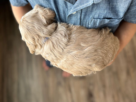 F1 Cockapoo puppy lovingly held by a young boy for the pups 4 weeks photo shoot at Chesley Hill Cockapoos, NH premier Cockapoo puppy breeder with Cockapoo puppies for sale to loving families in Boston, Cape Cod, Massachusetts, Manhattan, Brooklyn, New York City, New York, Newport, Rhode Island, Porstmouth, New Hampshire, Hartford, Connecticut, Maine, Vermont, Philadelphia, PA, Washington DC, Virginia all of New England and the East Coast.