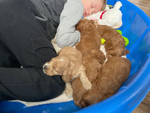 Adorable litter of apricot Cockapoo puppies sleeping peacefully all cuddled up with eachother and a young boy after having loads of fun during their playtime. They are being raised by Chesley Hill Cockapoos a family breeder of Cockapoo puppies located in New England and providing Cockapoo puppies to loving families in Boston, Massachusetts, NYC, CT, RI, ME, NH and all of the East Coast.