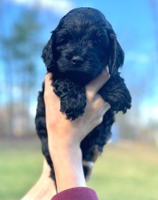 Beautiful black with white F1 Cockapoo puppy for sale from Chesley Hill Cockapoos Cape Cod's premier Cockapoo breeder with Cockapoo puppies for sale to families in NH, ME, VT, CT, RI, NJ, NYC, NY, MA, Cape Cod, Boston, Philadelphia, PA, Washington DC, MD all of New England and the East Coast.