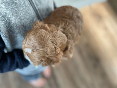 Apricot and white markings cockapoo puppy lovingly held during his 5 week photo shoot at Chesley Hill Cockapoos a family breeder of Cockapoo puppies just north of Massachusetts (Boston).