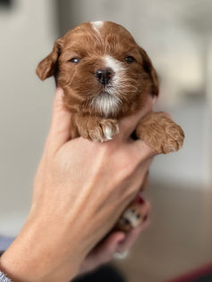 3 week old apricot with white markings male cockapoo puppy being held by a young boy wearing a blue fleece for the pups photo shoot at Chesley Hill Cockapoos, a boutique family breeder located in NH providing happy and healthy Cockapoo puppies to loving families in Boston Massachusetts, all of New England and the East Coast.
