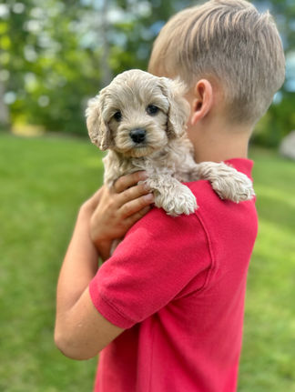 Handsome light apricot with white markings F1 Cockapoo puppy lovingly held for his sunny summer 5 week puppy photo shoot at Chesley Hill Cockapoos NH Cockapoo breeder with Cockapoo puppies for sale to families in NH, MA, VT, CT, RI, ME, NJ, NY, PA, Washignton DC, MD, all of New England and the East Coast.