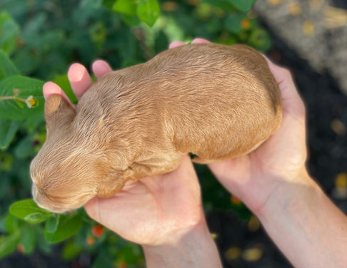 Cockapoo puppy lovingly held in a woman's hands while posed outside at their home in NH. The Cockapoo puppy is being raised by Chesley Hill Cockapoos, NH family breeder of Cockapoo puppies for families in Massachusetts, New York, Connecticut, Rhode Island, Washington DC, Virginia, New Jersey, Maine, New Hampshire, Vermont, all of New England and the East Coast.