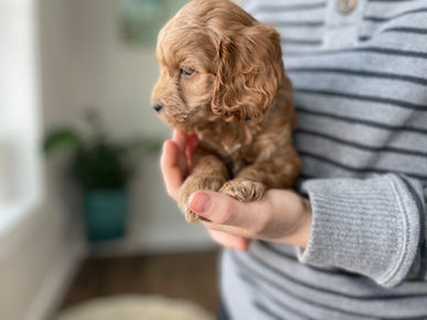 Male apricot Cockapoo puppy sweetly held by a young boy during the puppies 5 week photo shoot at Chesley Hill Cockapoos a family Cockapoo breeder located in NH, providing happy and healthy cockapoo puppies to families in Boston, Massachusetts, New England and all of the East Coast.