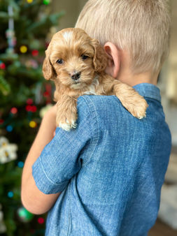 F1 Cockapoo puppy lovingly held by a young boy for the pups 4 weeks photo shoot at Chesley Hill Cockapoos, NH premier Cockapoo puppy breeder with Cockapoo puppies for sale to loving families in Boston, Cape Cod, Massachusetts, Manhattan, Brooklyn, New York City, New York, Newport, Rhode Island, Porstmouth, New Hampshire, Hartford, Connecticut, Maine, Vermont, Philadelphia, PA, Washington DC, Virginia all of New England and the East Coast.