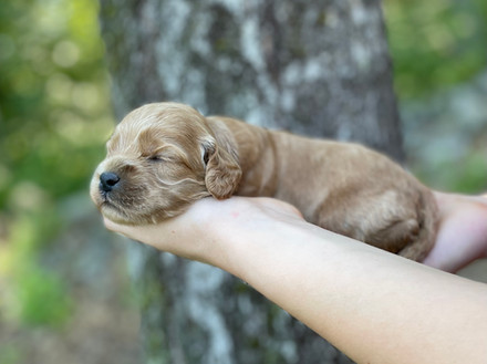 Male Cockapoo puppy lovingly held for his 2 week photo shoot at Chesley Hill Cockapoos, New England Cockapoo breeder providing happy and healthy Cockapoo puppies to families in Boston, Massachusetts, NYC, CT, RI, NH, VT, MD, all of New England and the East Coast.