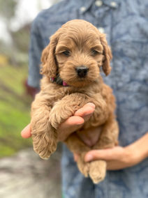 Beautiful petite 6 week old female Cockapoo puppy enjoying her outdoor photo shoot at Chesley Hill Cockapoos in NH, while being lovingly held by a young blonde boy. Chesley Hill Cockapoos is a New England family breeder of Cockapoo puppies, helping families in Boston, Providence, Newark, New York City, Washington D.C, Portland, Portsmouth, Concord, Cambridge, Hartford, all of New England and the East Coast find their forever puppy.