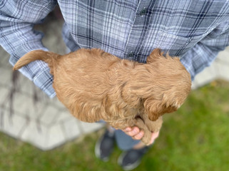 Handsome male Cockapoo puppy lovingly held for his 6 week photo shoot outdoors in NH. He is being lovingly raised by Chesley Hill Cockapoos family breeder of Cockapoo puppies in NH providing happy and healthy Cockapoo puppies to families in NH, MA, RI, CT, NYC, NJ, MD, FL, ME, VT, all of New England and the East Coast.