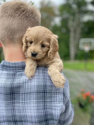 Handsome male Cockapoo puppy lovingly held outside for his 6 week photo shoot at Chesley Hill Cockapoos, family breeder of Cockapoo puppies in New England.