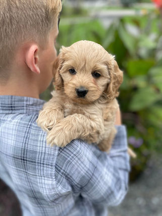 Adorable Cockapoo puppy lovingly held for his 6 week photo shoot outdoors in NH. This Cockapoo puppy and his littermates is part of the Chesley Hill Cockapoos family, New England's premier Cockapoo breeder working with families in NYC, Providence RI, Newport CT, New Haven CT, Newark NJ, Portsmouth NH, Boston Massachusetts, Portland ME, Washington DC, all of New England and the East Coast.