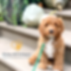Cockapoo Puppies New Hampshire Chesley Hill Cockapoos