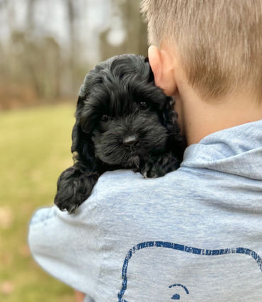 Black with white markings female Cockapoo puppy lovingly held by a young boy in a powder blue vineyard vines shirt while posing outdoors for the pups last photo shoot at Chesley Hill Cockapoos, New Hampshire Cockapoo breeder with Cockapoo puppies for sale to families in Boston, Cape Cod, Massachusetts, Manhattan, NYC, DUMBO, New York, Newport, Rhode Island, Hartford, Connecticut, Newark, New Jersey, Philadelphia, Pennsylvania, Portsmouth, New Hampshire, Vermont, Maine, Washington DC, Maryland, all of New England and the East Coast.