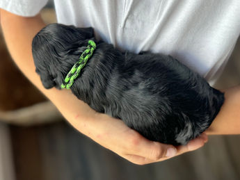 2 week old F1 Cockapoo puppy lovingly raised by Chesley Hill Cockapoos New Hampshire's premier Cockapoo breeder with Cockapoo puppies for sale to families in MA, ME, VT, NH, NY, CT, NYC, RI, PA, Washington DC, MD, all of New England and the East Coast.