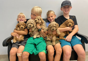 First Class Cockapoo puppies raised in NH by Chesley Hill Cockapoos New York's premier Cockapoos breeder with Cockapoo puppies for sale to families in NY, NH, CT, RI, ME, VT, MD, VA, FL, NC, UT, TX, OR, WA, CA NY, NYC all of New England and East Coast to West Coast