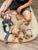 Cockapoo puppies for sale to loving families in Boston, Cape Cod, Massachusetts, Newport, Rhode Island, New York, New York City, Manhattan, Brooklyn, Washington DC, Marlyand, Maine, New Hampshire, Connecticut, Hartford, all of New England and the East Coast.