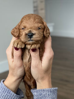 3 week old apricot male cockapoo puppy being held lovingly by a woman for the pups photo shoot at Chesley Hill Cockapoos, a boutique family breeder located in NH providing happy and healthy Cockapoo puppies to loving families in Boston Massachusetts, all of New England and the East Coast.