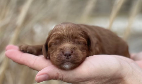 Beautiful deep apricot female Cockapoo puppy with white chin and chest lovingly held in a womans hands during her one week photo shoot outdoors on a beautiful sunny spring day posed before earthtoned tall waving grass and blue skies. She is being raised as part of the Chesley Hill Cockapoos family, a family breeder of Cockapoo puppies in NH, providing happy and healthy Cockapoo puppies to loving families in Massachusetts, Boston, NYC, Connecticut, all of New England and the East Coast.