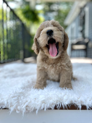 Handsome buff male Cockapoo puppy posing outside on a sunny summer day on a white faux fur rug for his final photo shoot at Chesley Hill Cockapoos a Cockapoo breeder in New England and just north of Boston.  
Chesley Hill Cockapoos Cockapoo Breeder Boston, Cockapoo Breeder New England.