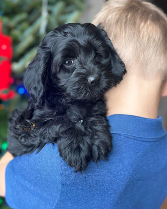 Black female F1 Cockapoo puppy lovingly raised in NH by Chesley Hill Cockapoos Texas' premier Cockapoo breeder with Cockapoo puppies for sale to families in TX, CA, UT, OR, WA, FL, NC, MD, CT, RI, NY, PA, ME, VT, MA, NH all of New England and East Coast to West Coast.