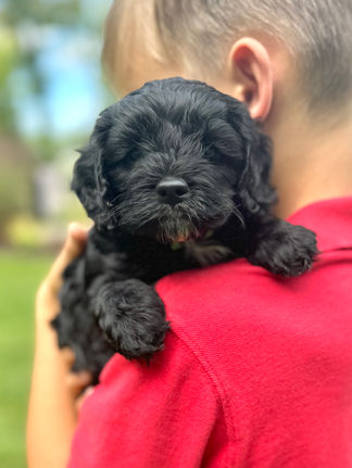 Handsome black with white markings F1 Cockapoo puppy lovingly held for his sunny summer 5 week puppy photo shoot at Chesley Hill Cockapoos NH Cockapoo breeder with Cockapoo puppies for sale to families in NH, MA, VT, CT, RI, ME, NJ, NY, PA, Washignton DC, MD, all of New England and the East Coast.
