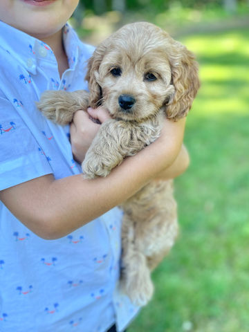 Beautiful petite light apricot 7 week old Cockapoo puppy enjoying her last photo shoot, held lovingly by a  little blonde boy on a sunny summer New England day with green grass and blooming trees.  She has been raised by Chesley Hill Cockapoos a family breeder of Cockapoo puppies in NH, providing happy and healthy Cockapoo puppies to families in Boston, MA, RI, NY, NYC, VT, ME, NH, CT, all of New England and the East Coast.