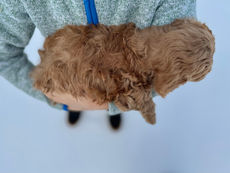 Handsome male F1b Cockapoo puppy lovingly raised in NH at Chesley Hill Cockapoos, Cockapoo breeder of Boston, NYC, Manhattan, Brooklyn, Newport, Hartford, Washington DC, Rye, Stratham, Exeter, Portland, Bath, Philadephia, Newark, Portsmouth, Bethesda all of New England and the East Coast.