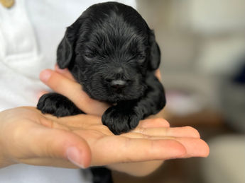 2 week old F1 Cockapoo puppy lovingly raised by Chesley Hill Cockapoos New Hampshire's premier Cockapoo breeder with Cockapoo puppies for sale to families in MA, ME, VT, NH, NY, CT, NYC, RI, PA, Washington DC, MD, all of New England and the East Coast.