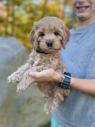 Adorable Cockapoo puppy in the arms of a young boy for the pups final photo shoot at Chesley Hill Cockapoos, New England breeder of Cockapoo puppies for families in Massachusetts, Boston, Cape Cod, New York, Manhattan, Brooklyn, New Jersey, Newark, Connecticut, Hartford, Bridgeport, New Hampshire, Portsmouth, Vermont, Maine, Philadelphia, Washington DC, Maryland, all of New England and the East Coast.
