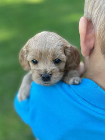 Handsome male F1 Cockapoo puppy lovingly held by a little boy outdoors in NH on a lovely fall day. The pup is being raised by Chesley Hill Cokapoos, New England's premier Cockapoo breeder raising Cockapoo puppies for families in Connecticut, Rhode Island, New York, Maine, New Hampshire, Vermont, Maine, New Jersey, Washington DC, Maryland, all of New England and the East Coast.