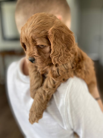 Apricot Cockapoo puppy looking oh so adorable as he poses for the camera for his 5 week phoot shoot at Chesley Hill Cockapoos, a boutique family breeder of Cockapoo puppies in New England, helping loving families thoughout Boston, Massachusetts, RI,CT, NYC, ME, NH, all on New England and the East Coast find their fur-ever Cockapoo puppy.
