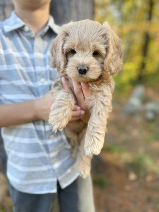 Adorable Cockapoo puppy in the arms of a young boy for the pups final photo shoot at Chesley Hill Cockapoos, New England breeder of Cockapoo puppies for families in Massachusetts, Boston, Cape Cod, New York, Manhattan, Brooklyn, New Jersey, Newark, Connecticut, Hartford, Bridgeport, New Hampshire, Portsmouth, Vermont, Maine, Philadelphia, Washington DC, Maryland, all of New England and the East Coast.
