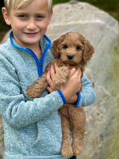 Adorable red F1b Cockapoo puppy lovingly held by a young boy on a lovely New England Fall Day for the pups final photo shoot at Chesley Hill Cockapoos NH Cockapoo breeder with puppies for sale to families in MA, NYC, CT, RI, NH, NJ, VT, ME, MD, Washington DC, all of New England and the East Coast.