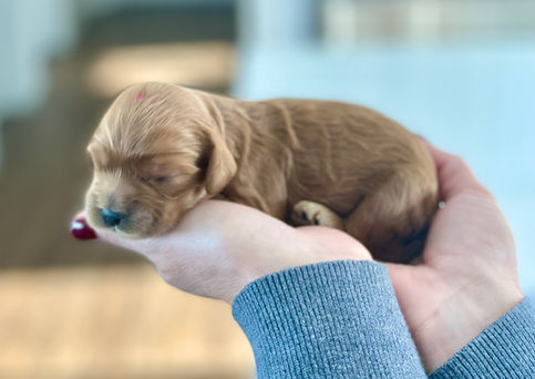One week old, female apricot with white markings Cockapoo puppy being lovingly held for her first photo shoot.  Pups eyes are still closed and won't open until she's two weeks of age.  She is being raised by Chesley Hill Cockapoos a boutique Cockapoo family breeder located in NH, providing happy and healthy Cockapoo puppies to loving  families in Boston, NYC, all of New England and the East Coast.