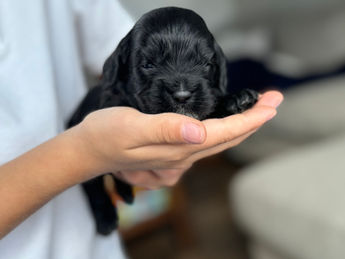 2 week old F1 Cockapoo puppy lovingly raised by Chesley Hill Cockapoos New York City's premier Cockapoo breeder with Cockapoo puppies for sale to families in MA, ME, VT, NH, NY, CT, NYC, RI, PA, Washington DC, MD, all of New England and the East Coast.
