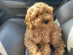Beautiful apricot female Cockapoo puppy living her best life as a beloved part of the Chesley Hill Cockapoos family.  Chesley Hill Cockapoos is a family breeder of Cockapoo puppies located just north of Boston, providing happy and healthy Cockapoo puppies to loving families in Boston, MA, NYC, NY, CT, RI, VT, NH, ME, all of New England and the East Coast.