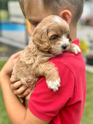 Handsome apricot with white markings F1 Cockapoo puppy lovingly held for his sunny summer 5 week puppy photo shoot at Chesley Hill Cockapoos NH Cockapoo breeder with Cockapoo puppies for sale to families in NH, MA, VT, CT, RI, ME, NJ, NY, PA, Washignton DC, MD, all of New England and the East Coast.
