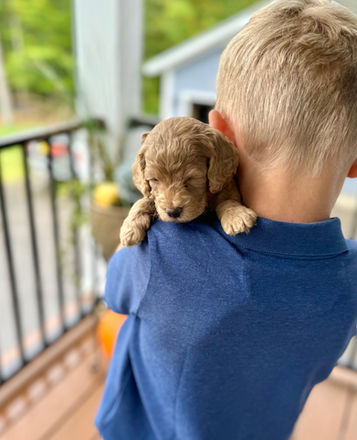 Adorable light apricot F1b Cockapoo puppy lovingly held by a young boy for the pups 4 week photo shoot at Chesley Hill Cockapoos New Hampshire's premier Cockapoo breeder with Cockapoo puppies for sale to families in Boston, Cape Cod, MA, Portsmouth, NH, Hartford, CT, Providence, RI, Manhattan, New York City, Brooklyn, NY, Philadelphia, PA, Washington DC, MD, Burlington, VT, Kittery, ME, Newark, NJ, all of New England and the East Coast.