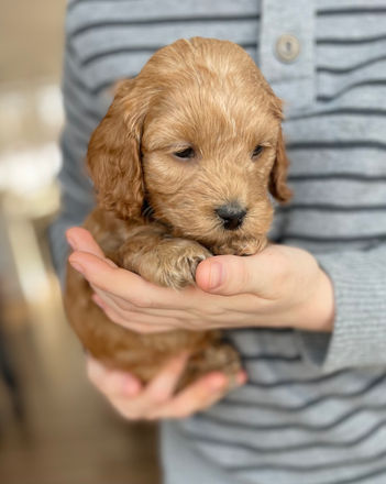 Male apricot Cockapoo puppy sweetly held by a young boy during the puppies 5 week photo shoot at Chesley Hill Cockapoos a family Cockapoo breeder located in NH, providing happy and healthy cockapoo puppies to families in Boston, Massachusetts, New England and all of the East Coast.