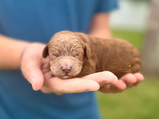 F1b Cockapoo puppy available for families in TX and FL from boutique breeder.