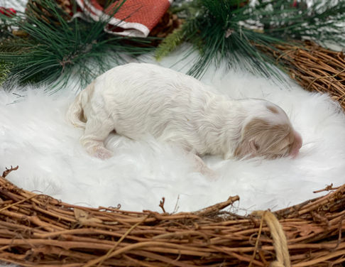 One week old Apricot and buff female Cockapoo puppy laying sweetly on a heated cream faux fur rug with a Christmas wreath around her. Eyes and ears are still closed and won't open until 2 weeks of age.  She is being raised as part of the Chesley Hill Cockapoos family, a family focused boutique breeder of happy and healthy Cockapoo puppies for loving families in Boston, NYC, all of New England and the East Coast.  