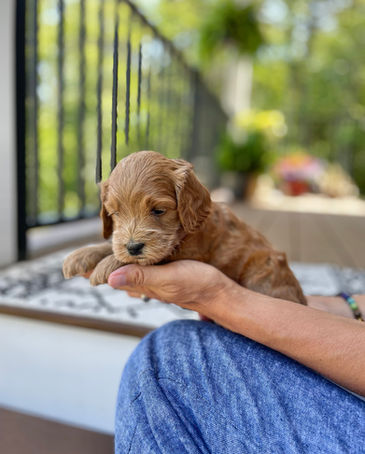 Handsome 4 week old apricot male Cockapoo puppy posed outside on a beautiful sunny day with summer greens as the backdrop.  He is being lovingly raised by Chesley Hill Cockapoos a family breeder of Cockapoo puppies in NH, just north of Boston.  We provide happy and healthy Cockapoo puppies to loving families in Boston, MA, NH, ME, VT, CT, RI, MD, all of New England and the East Coast.