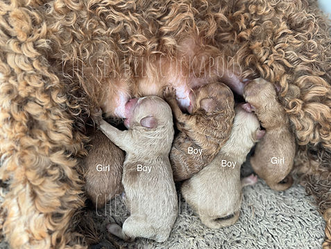 Chesley Hill Cockapoos Cockapoo puppies lovingly raised in NH